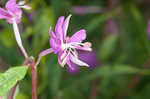 Fireweed